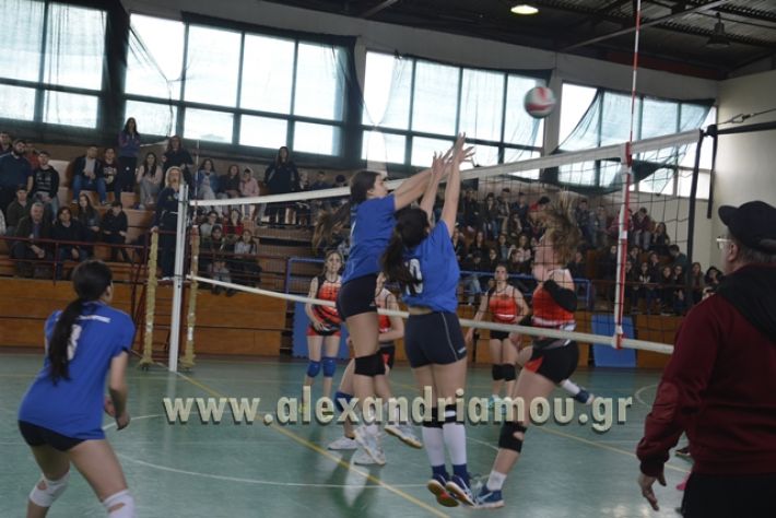 volley _1ogel-kassandra133